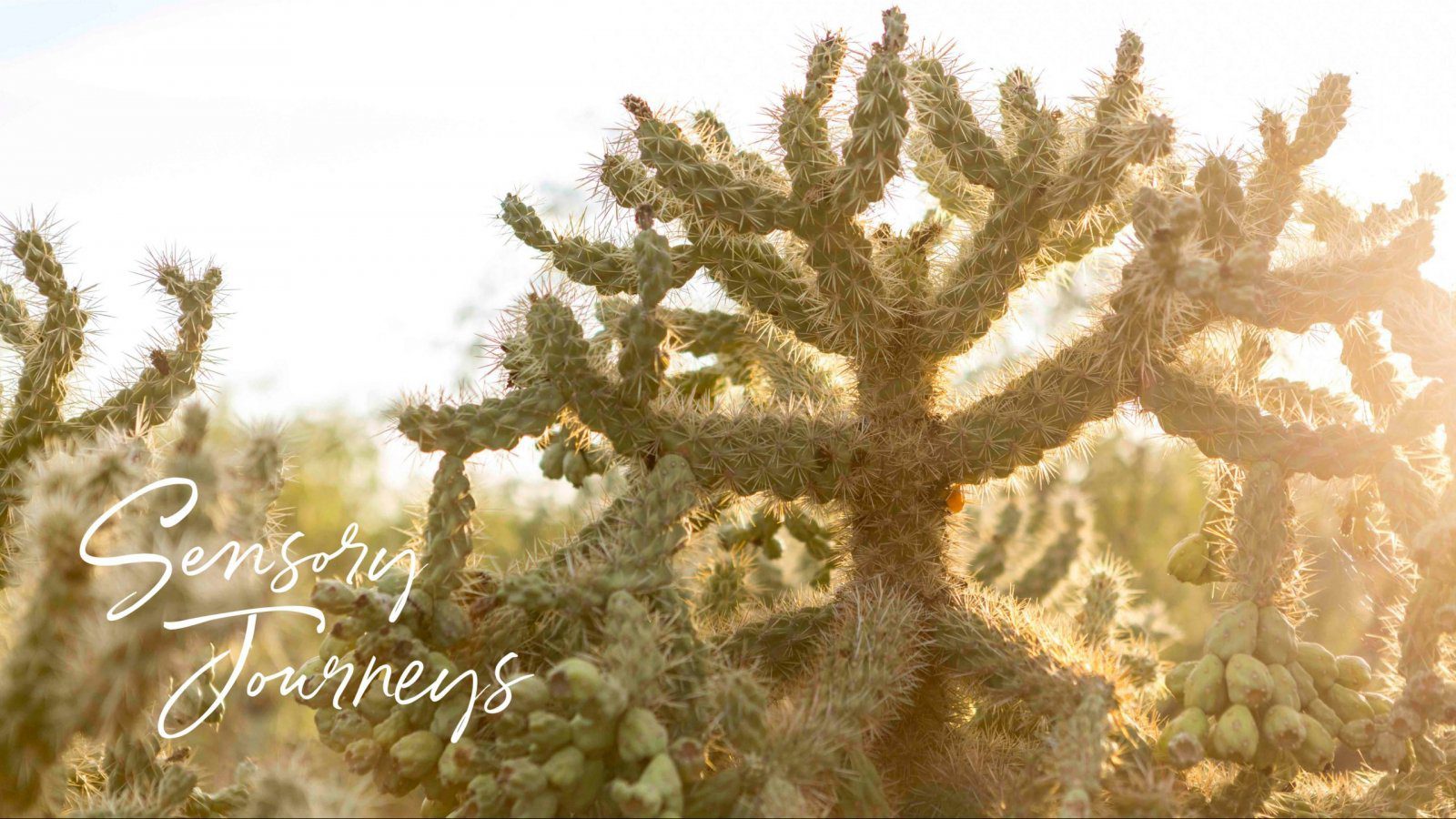 sensory journeys logo with cacti