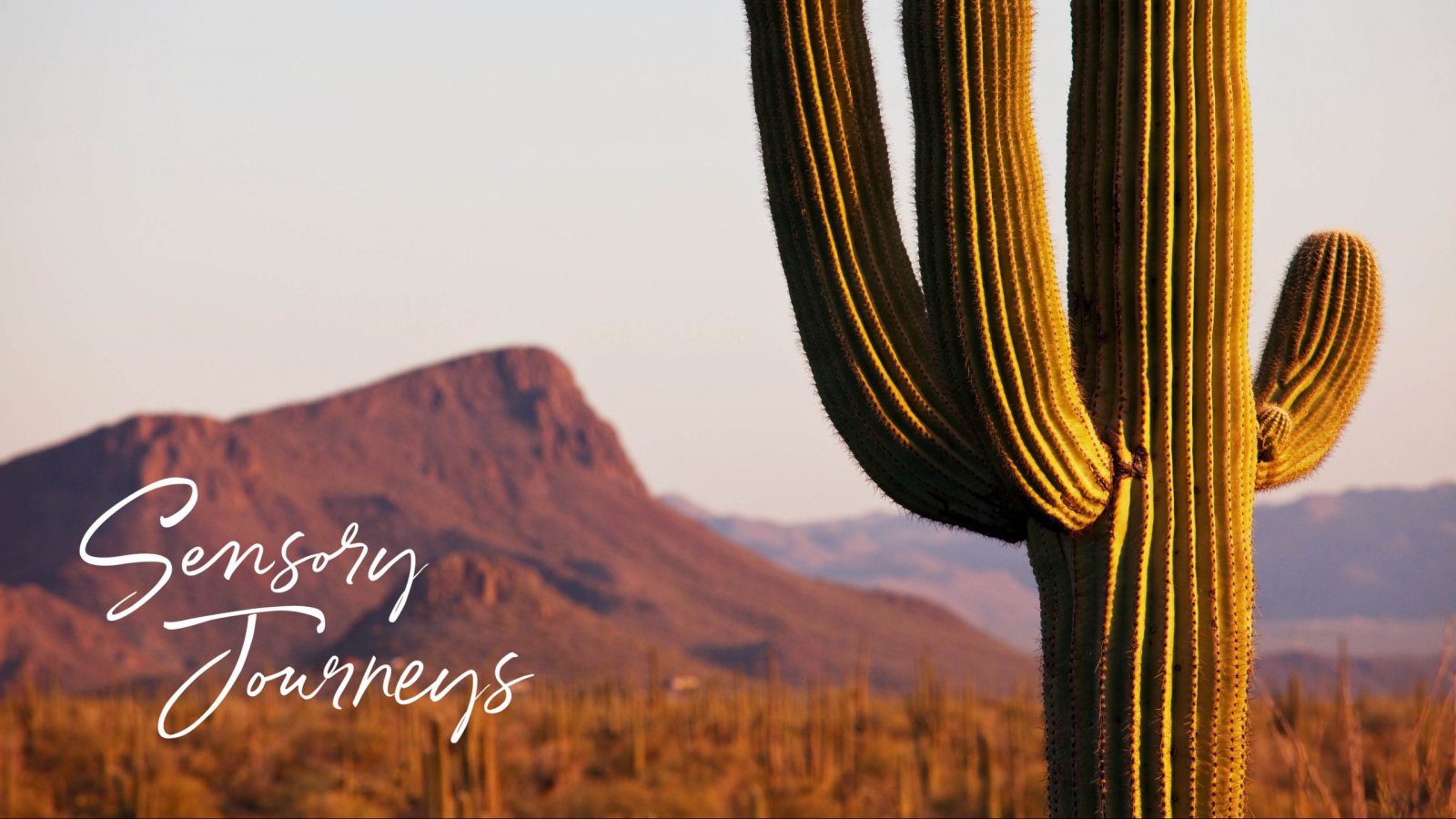 sensory journeys logo with cactus