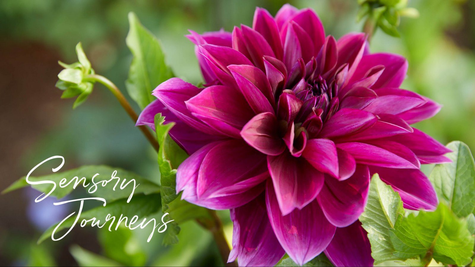 sensory journeys logo with pink flower
