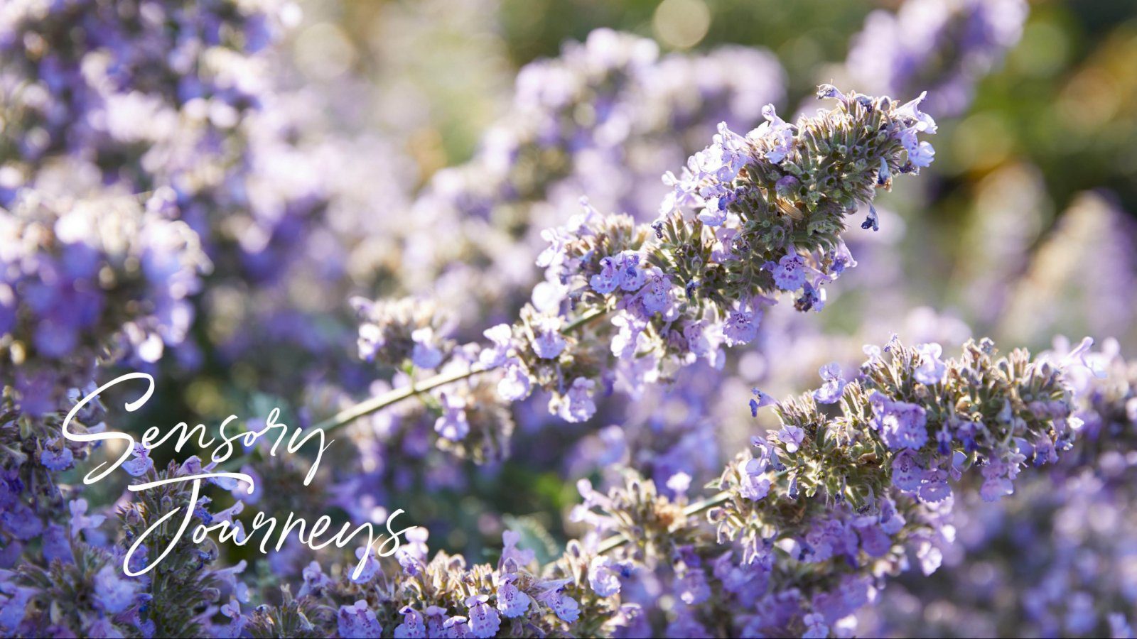 sensory journeys logo with purple flowers