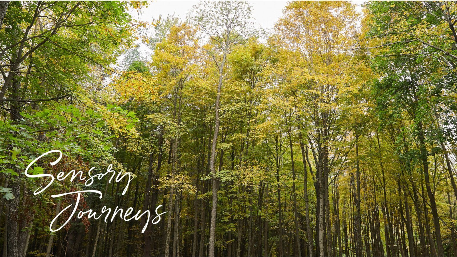 sensory journeys logo with trees