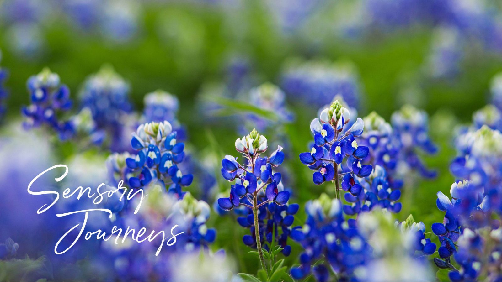 sensory journey logo with purple flowers