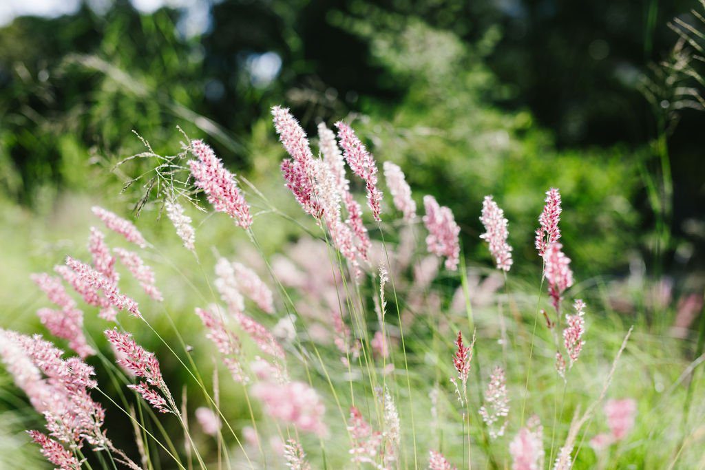 pink wheat outside