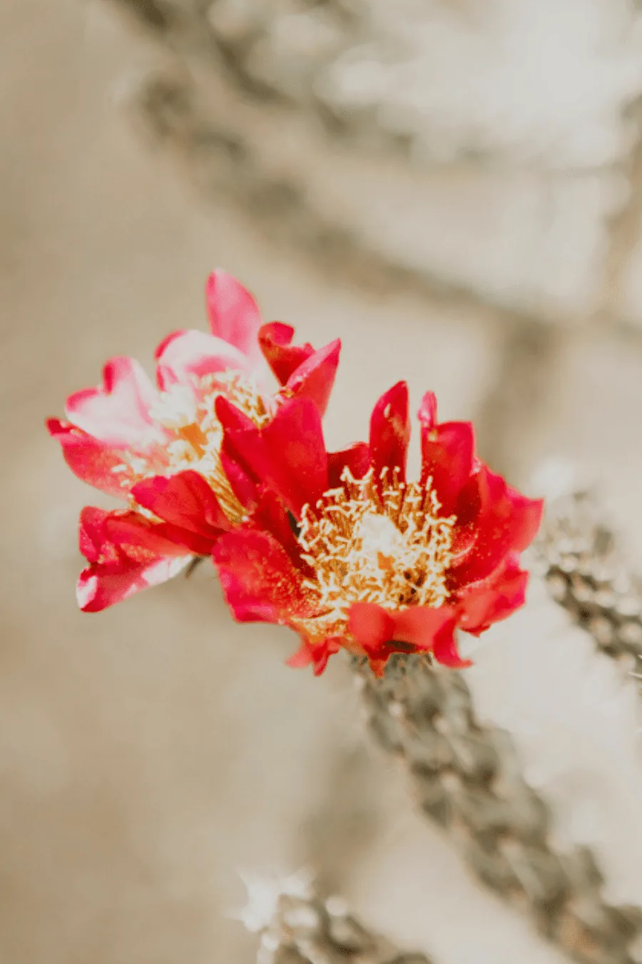 beautiful flowers delicately decorating each space of the women’s wellness retreat