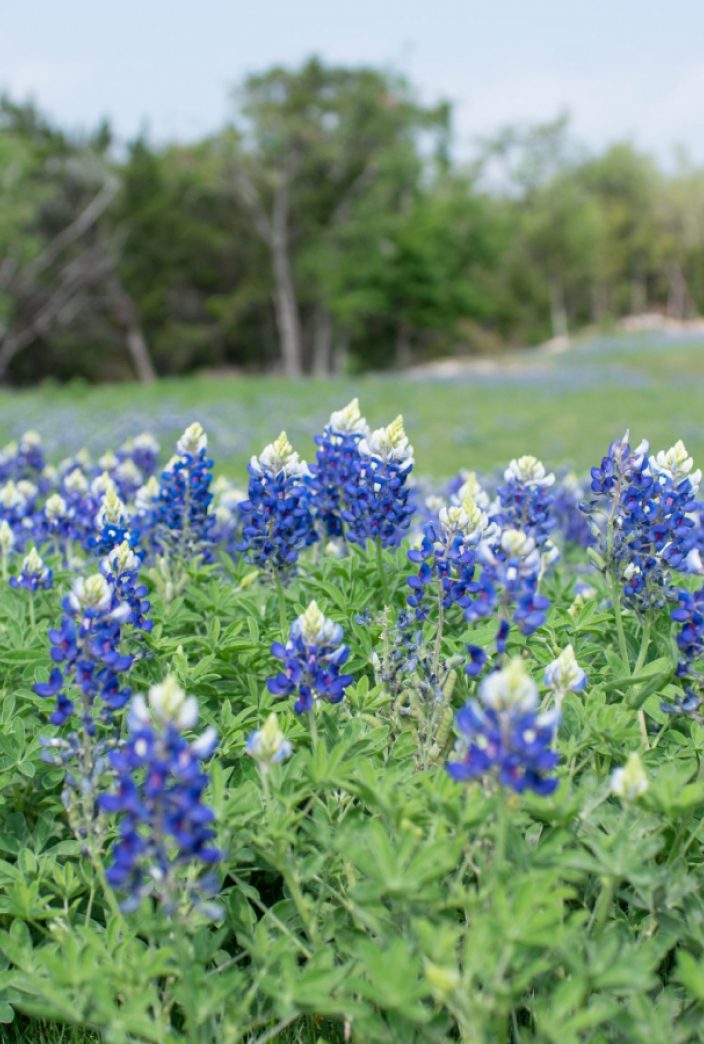 purple flowers outside