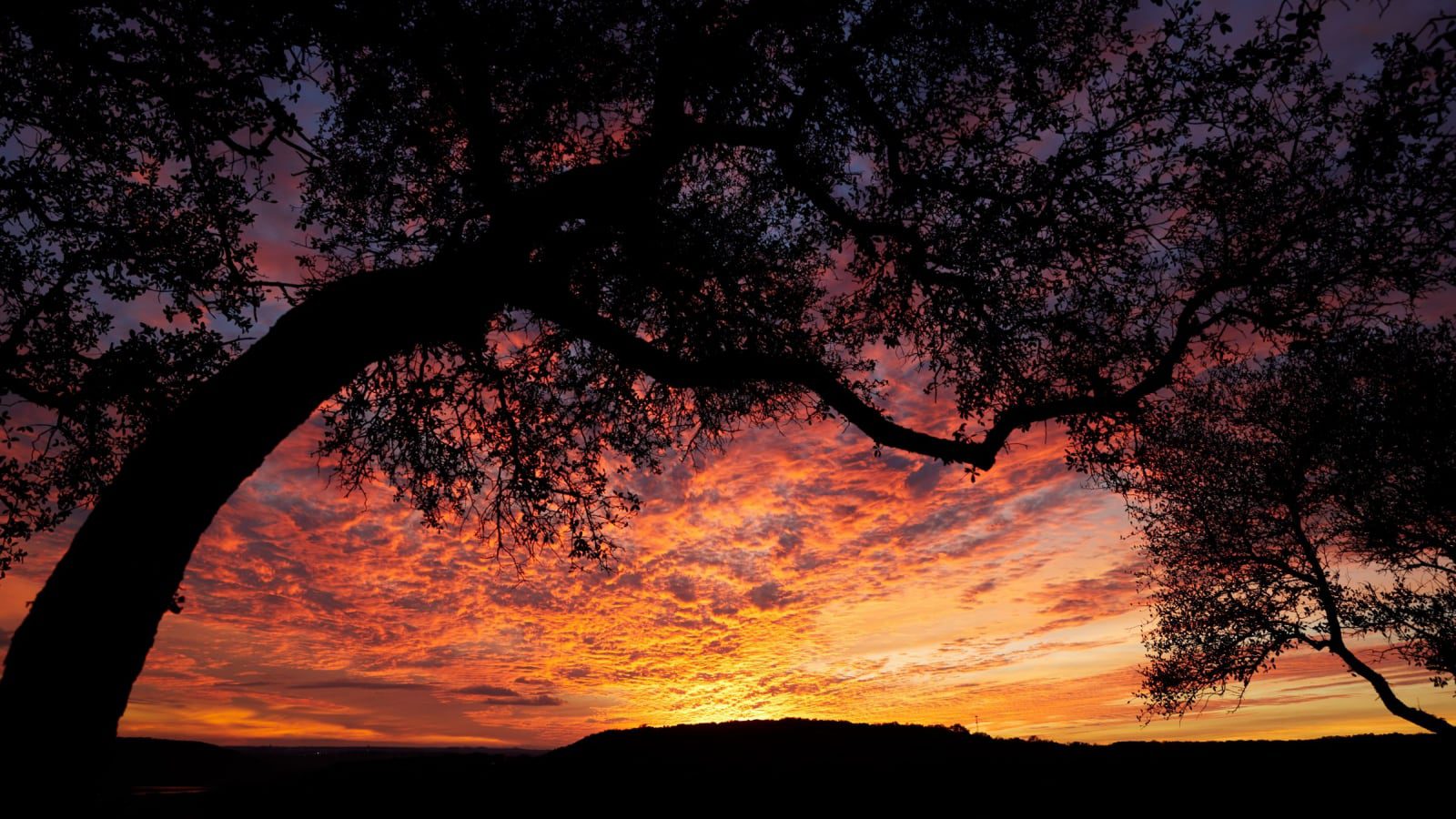 view of a red sunset under trees