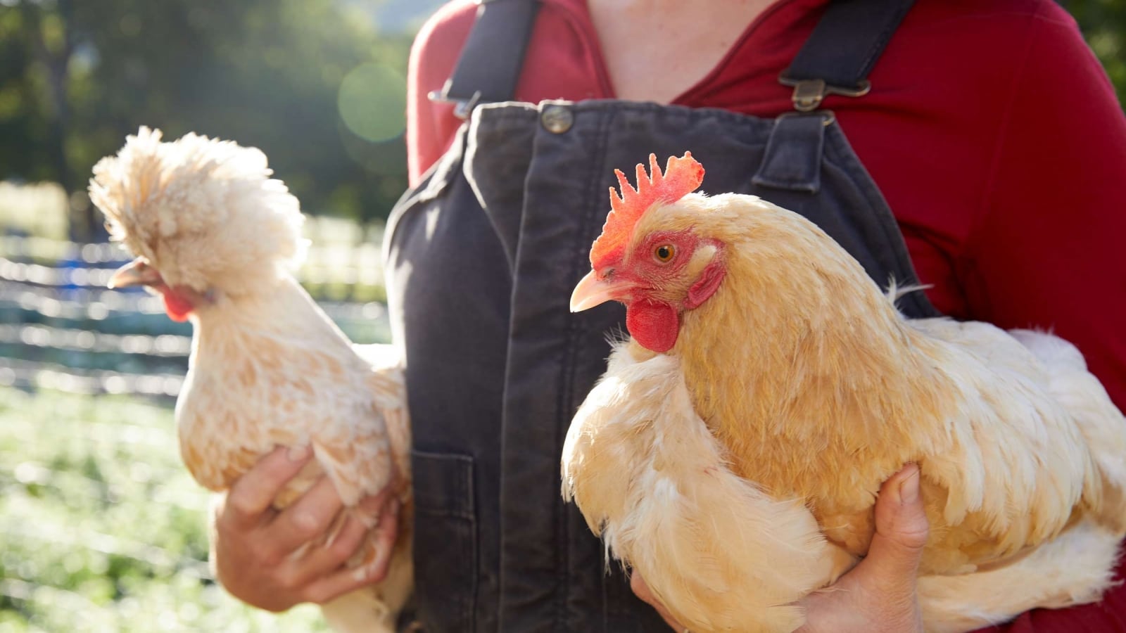 person carrying chickens