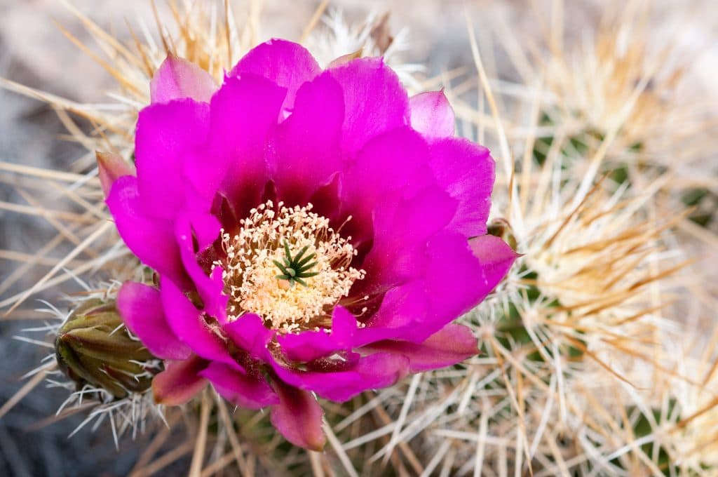 pink cactus flower