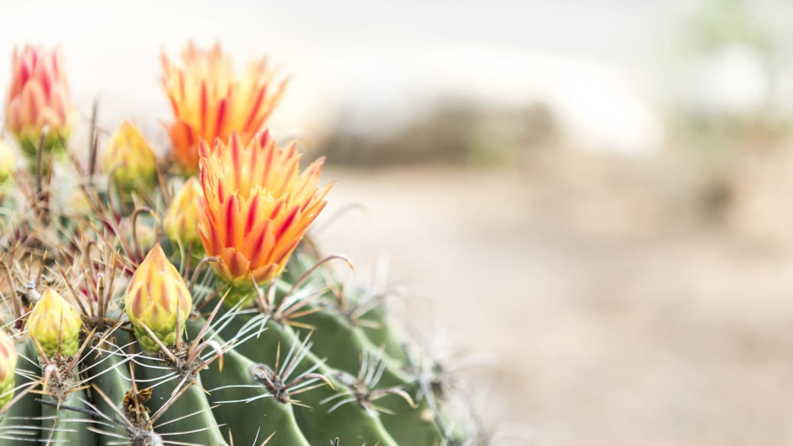 orange and yellow buds on a cactus