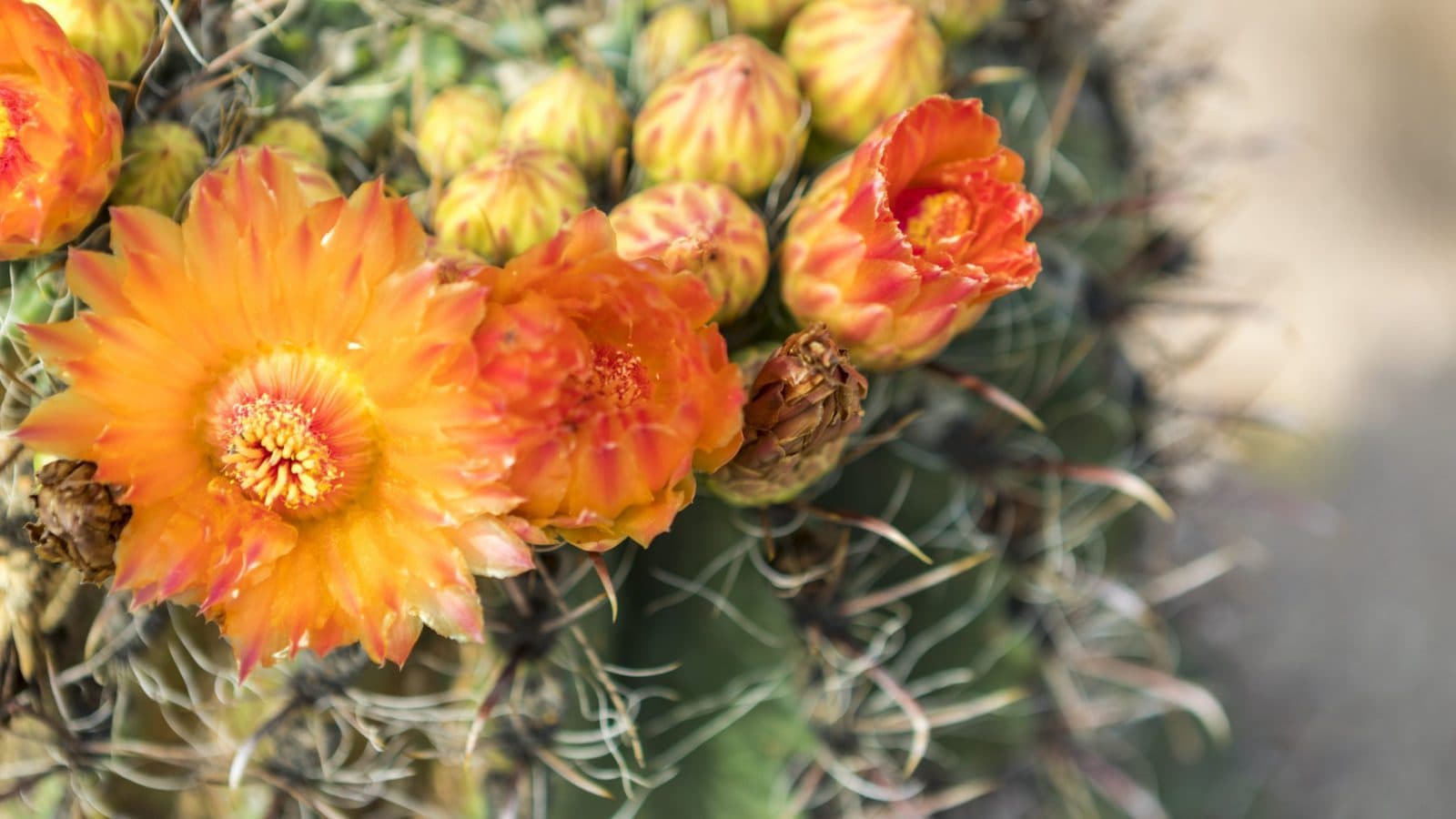 orange and yellow flowers