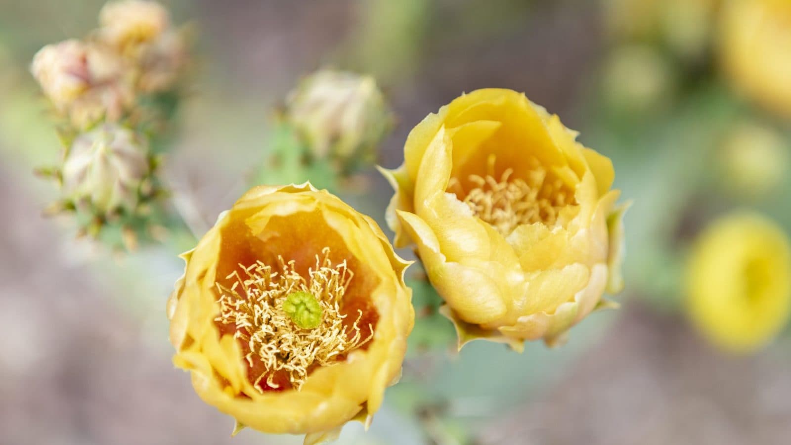 two yellow flower blossoms