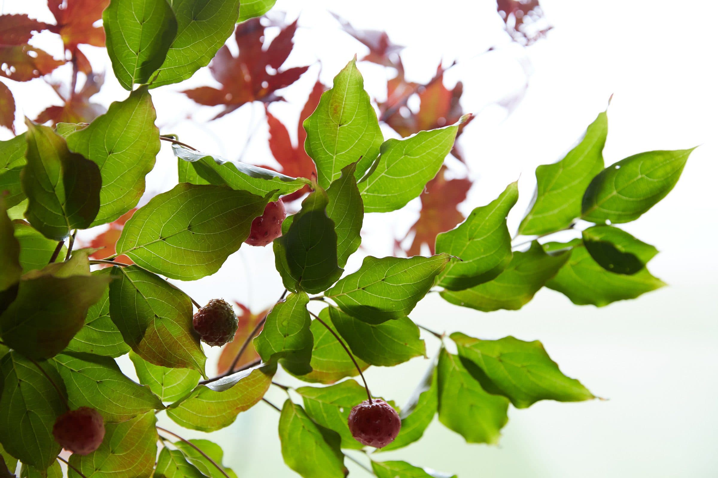 green and red leaves on a tree