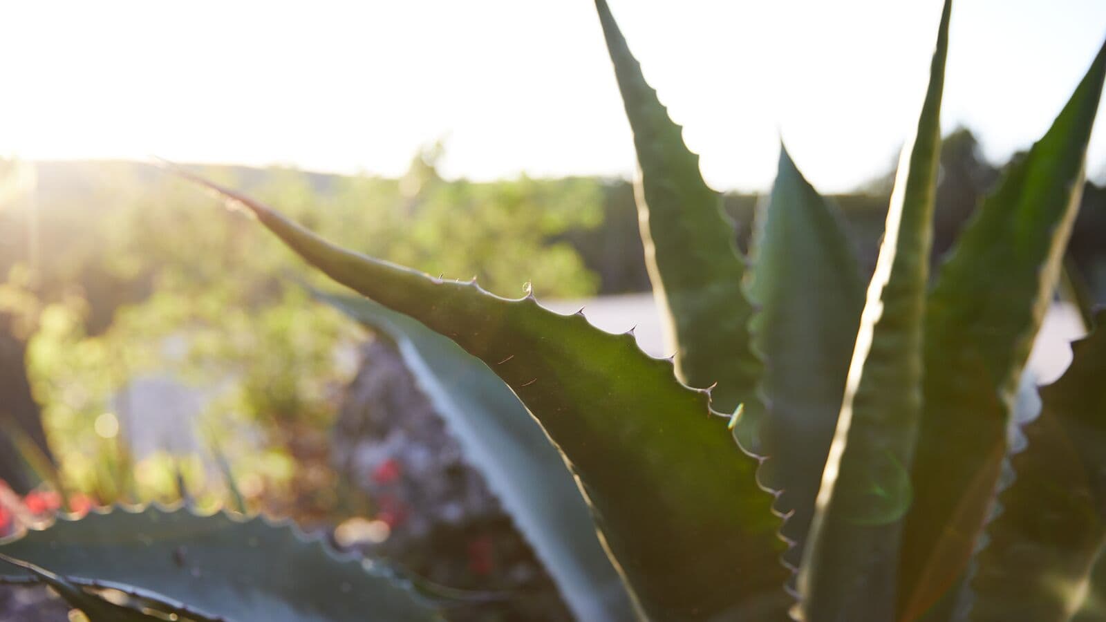 Agave plant