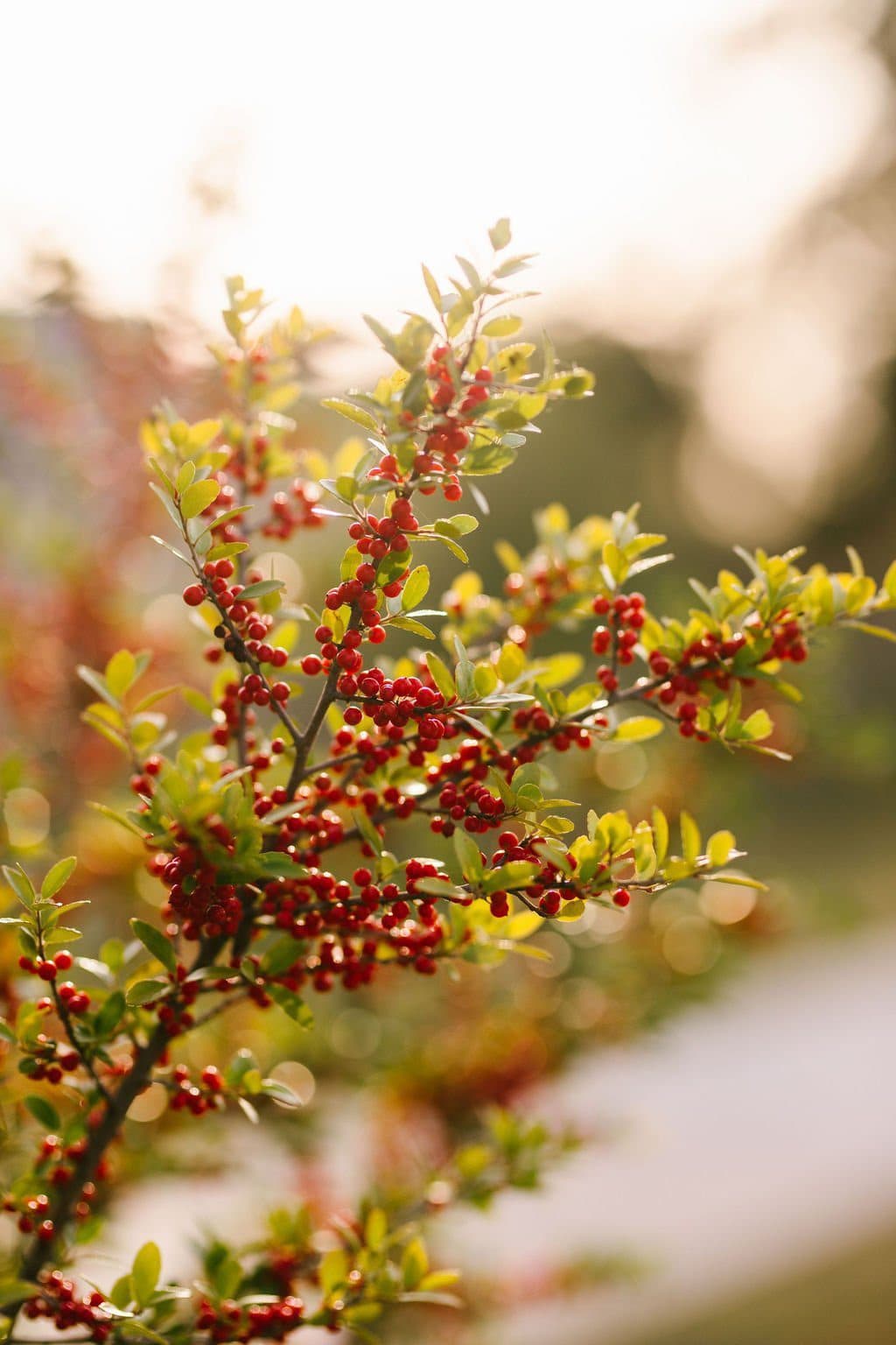 red berries on a branch