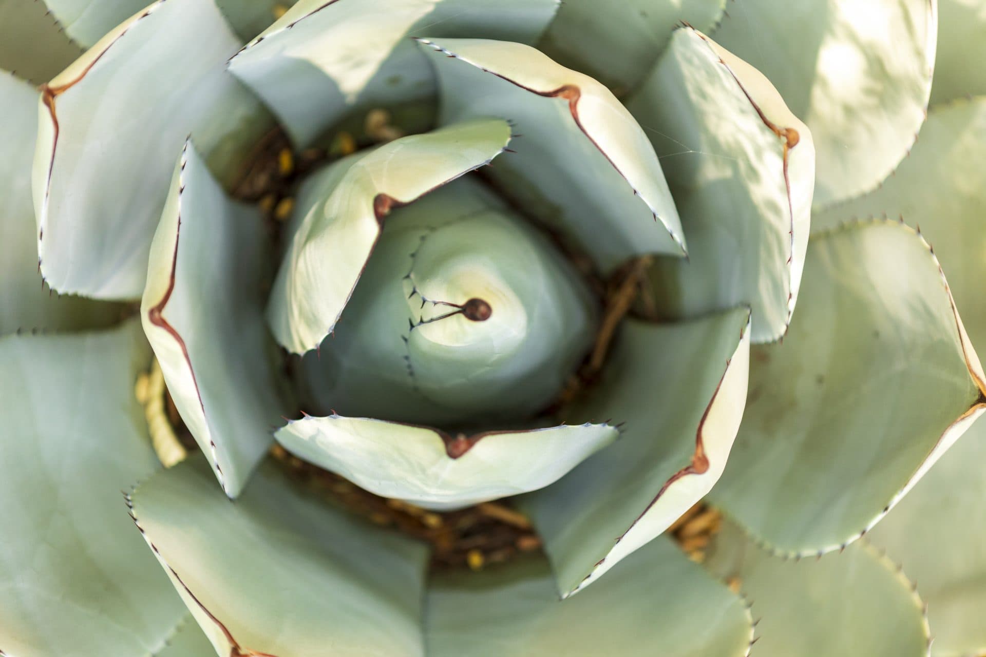 Top view Aloe plant