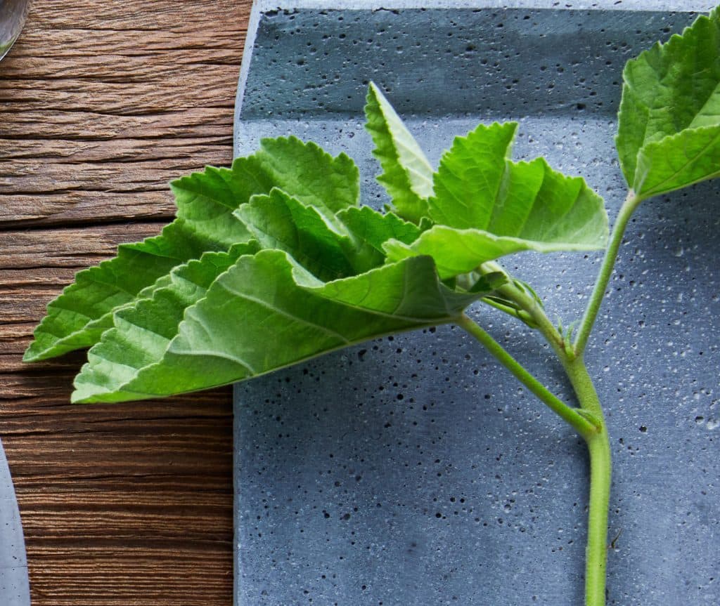 Green leaf on plate