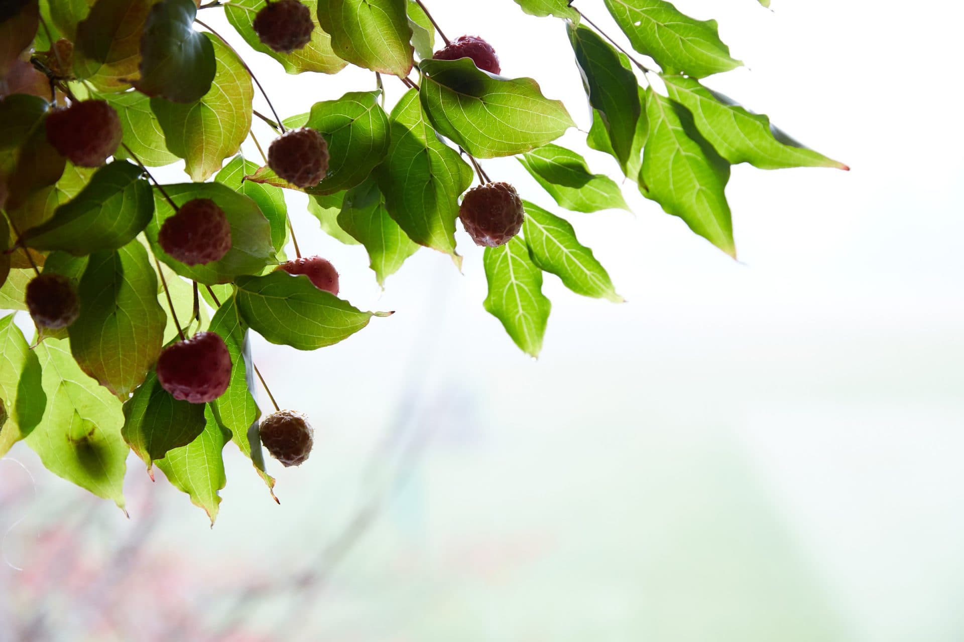 Green leaves and berries