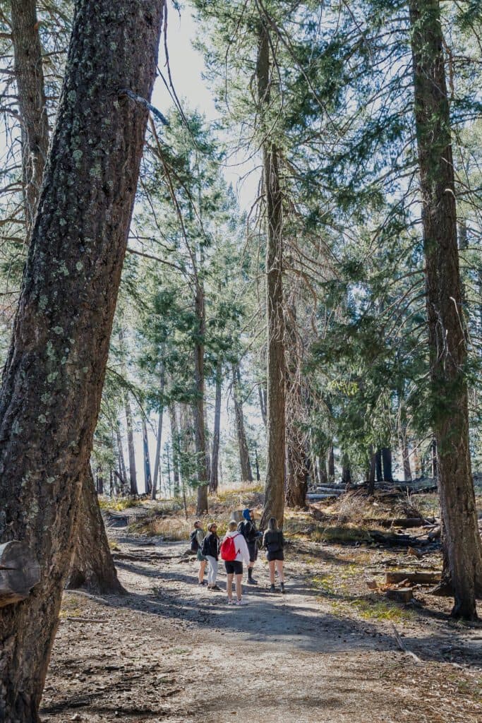 Group of people on train in forrest looking at tall trees