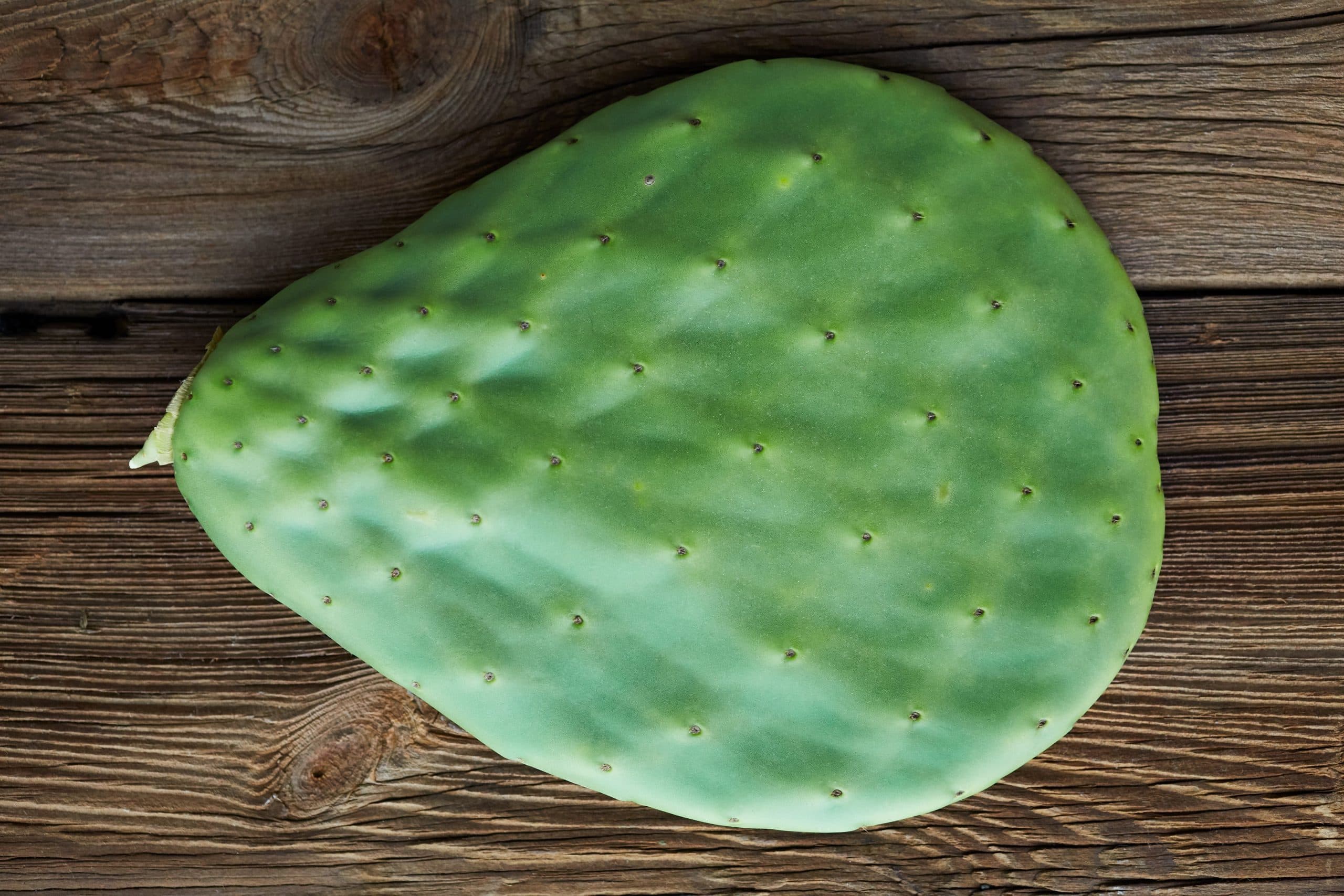 Prickly Pear cactus leaf