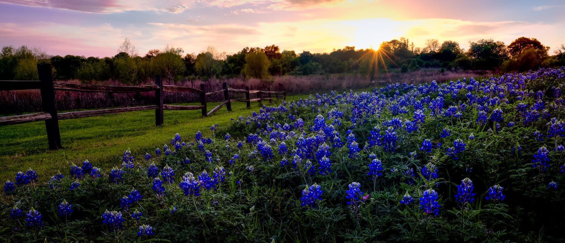 A field at sunrise with blue flowers