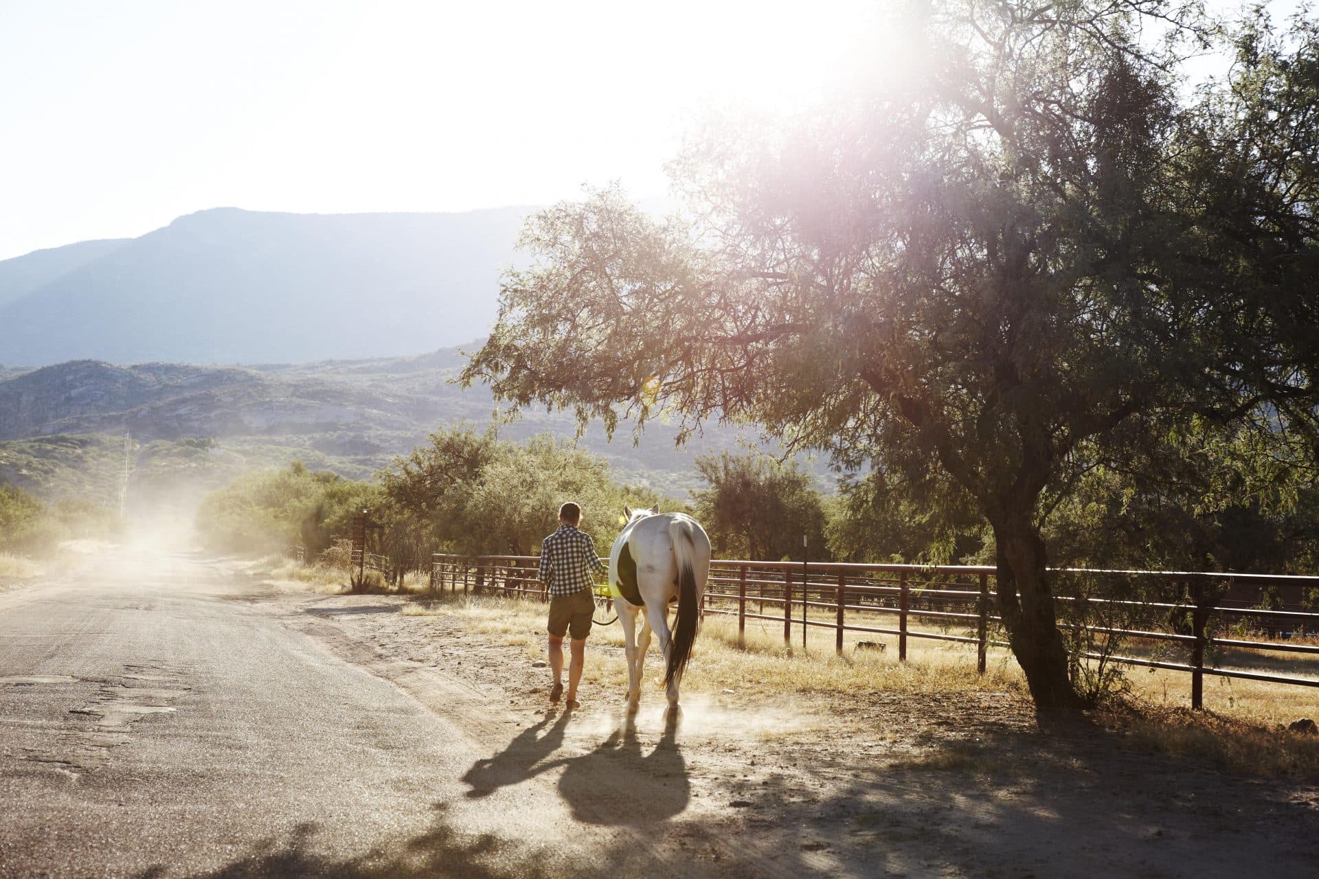 Person walking with white horse on path towards mountains